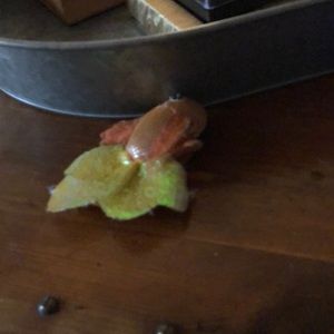 Meet your Posher, Robin